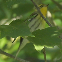 Setophaga fusca