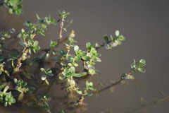 Callitriche stagnalis