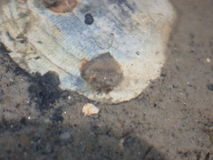 Actiniaria