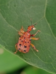 Hoplapoderini