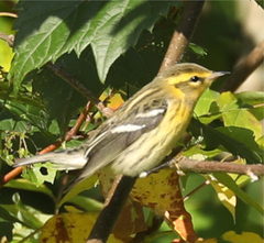 Setophaga fusca