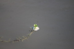 Callitriche stagnalis