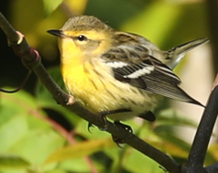 Setophaga fusca