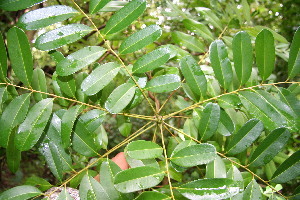 Simarouba