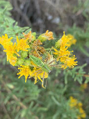 Peucetia viridans