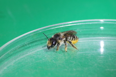 Megachiloides