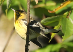 Setophaga fusca