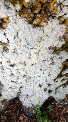 Lepraria finkii