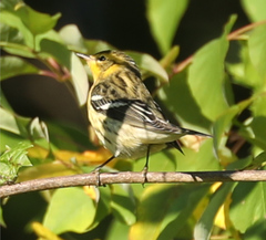 Setophaga fusca