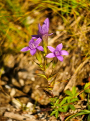 Gentianella germanica