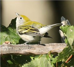Setophaga pensylvanica