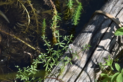Galium trifidum