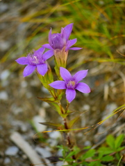 Gentianella germanica