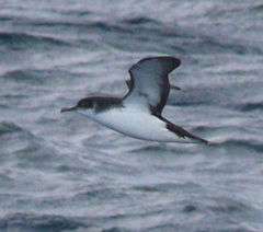 Puffinus puffinus