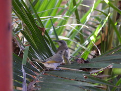 Lichmera indistincta