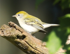 Setophaga pensylvanica