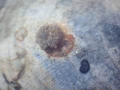 Actiniaria