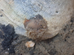 Actiniaria