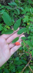 Rosa acicularis