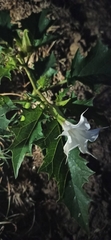 Datura stramonium