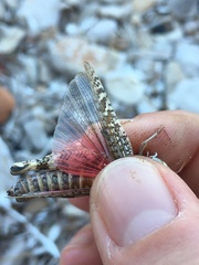 Calliptamus italicus