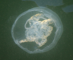 Scyphozoa
