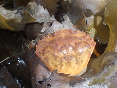 Carcinus maenas