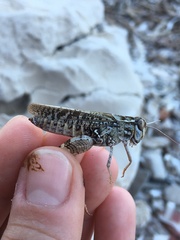 Calliptamus italicus