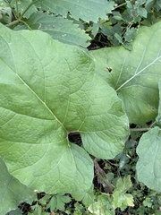 Arctium lappa