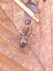 Camponotus subbarbatus