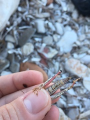 Calliptamus italicus