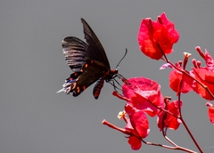 Parides montezuma