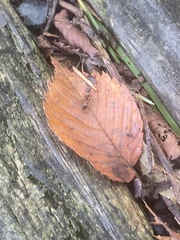 Camponotus subbarbatus