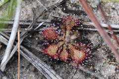 Drosera capillaris