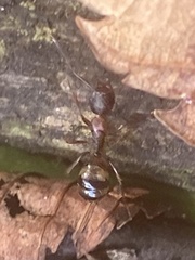 Camponotus subbarbatus