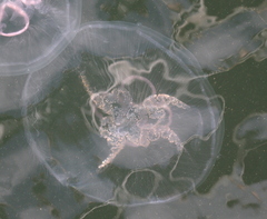 Scyphozoa