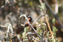Camponotus sansabeanus