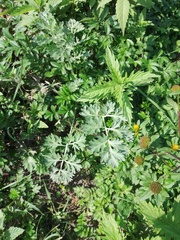 Artemisia absinthium