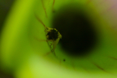 Exyra semicrocea