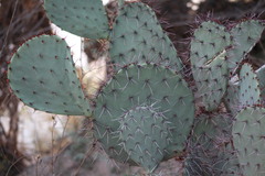 Opuntia gosseliniana