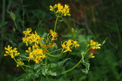 Senecio serra