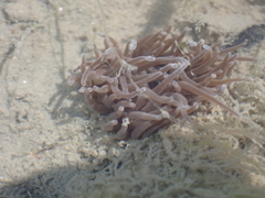 Anemonia viridis