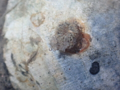 Actiniaria