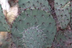 Opuntia gosseliniana