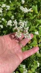 Fagopyrum esculentum