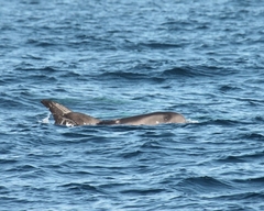 Grampus griseus