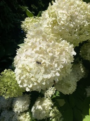 Hydrangeaceae