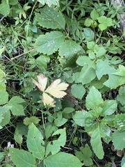 Parthenocissus inserta