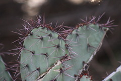 Opuntia gosseliniana