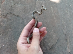 Coluber constrictor flaviventris